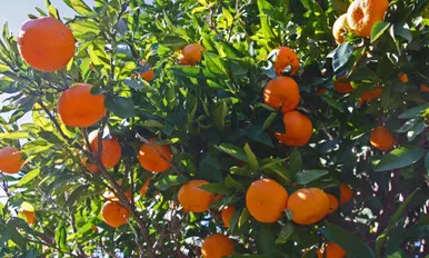 CITRUS ARTIC FROST SATSUMA #5