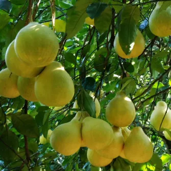 Citrus maxima