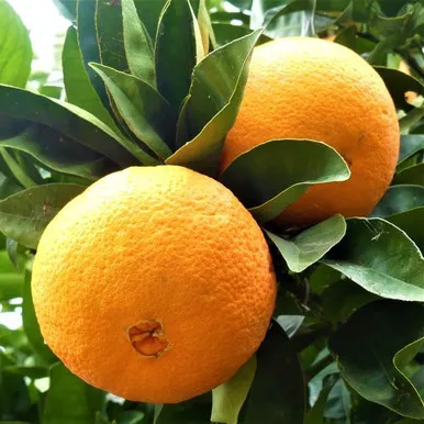 CITRUS ORANGE NAVEL #5