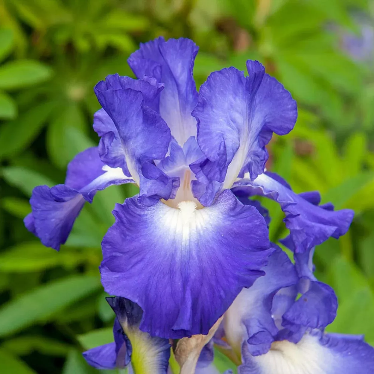 City Lights Reblooming Bearded Iris