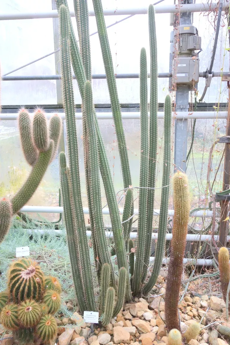 Cleistocactus morawetzianus seeds