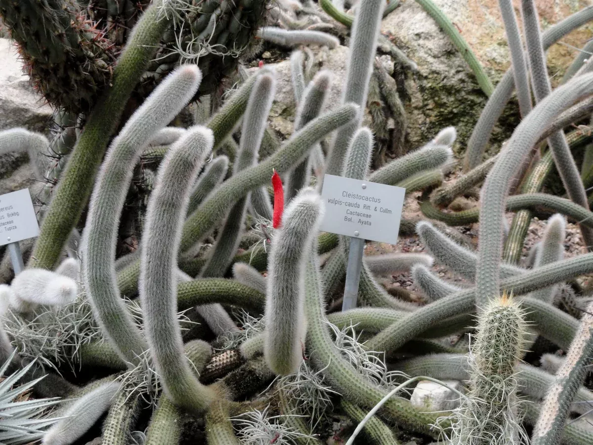 Cleistocactus vulpis-cauda Seeds