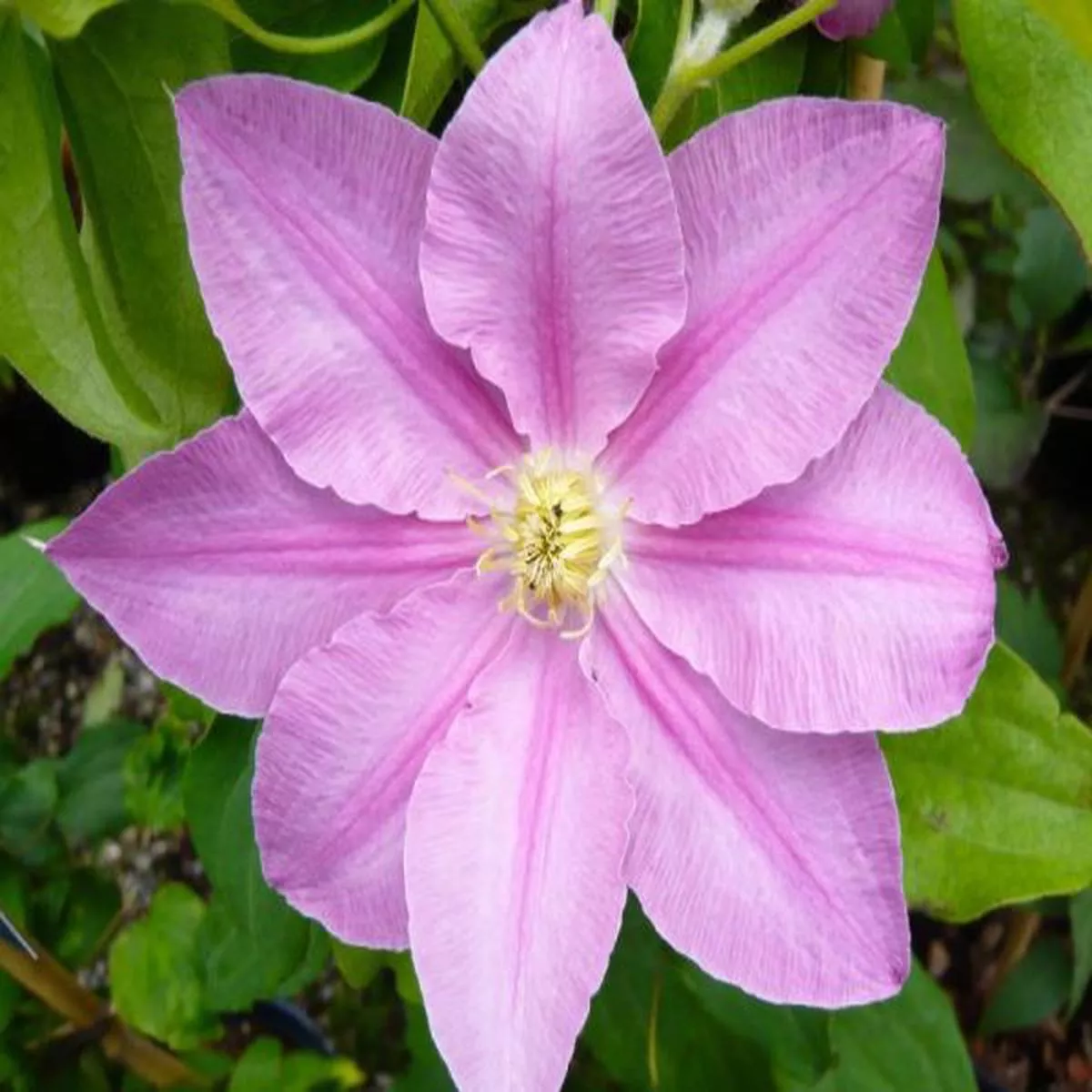 Clematis Abilene (Evipo027)