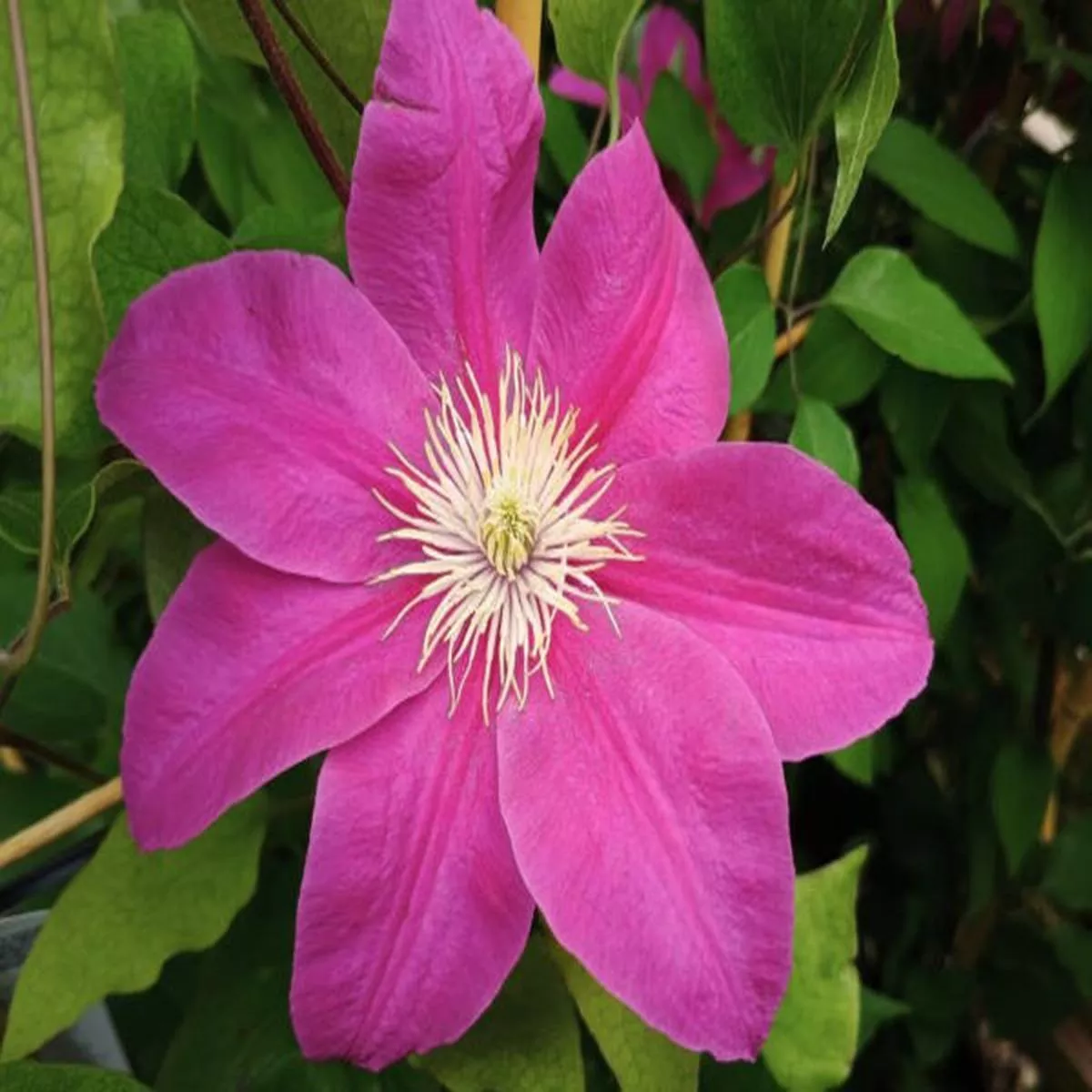 Clematis Acropolis (Evipo078)