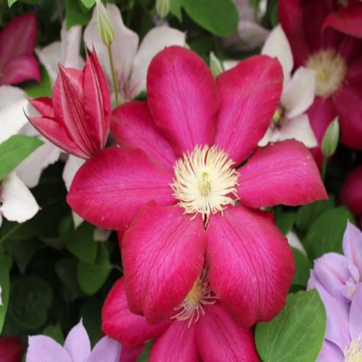 Clematis Bourbon (Evipo018)