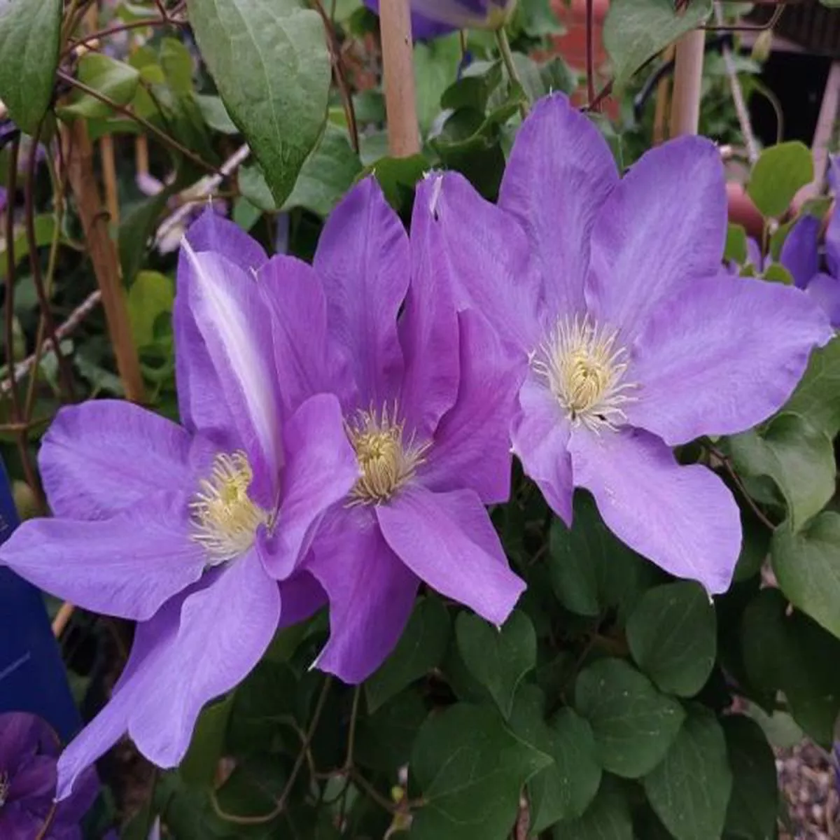 Clematis Dianas Delight (Evipo026)