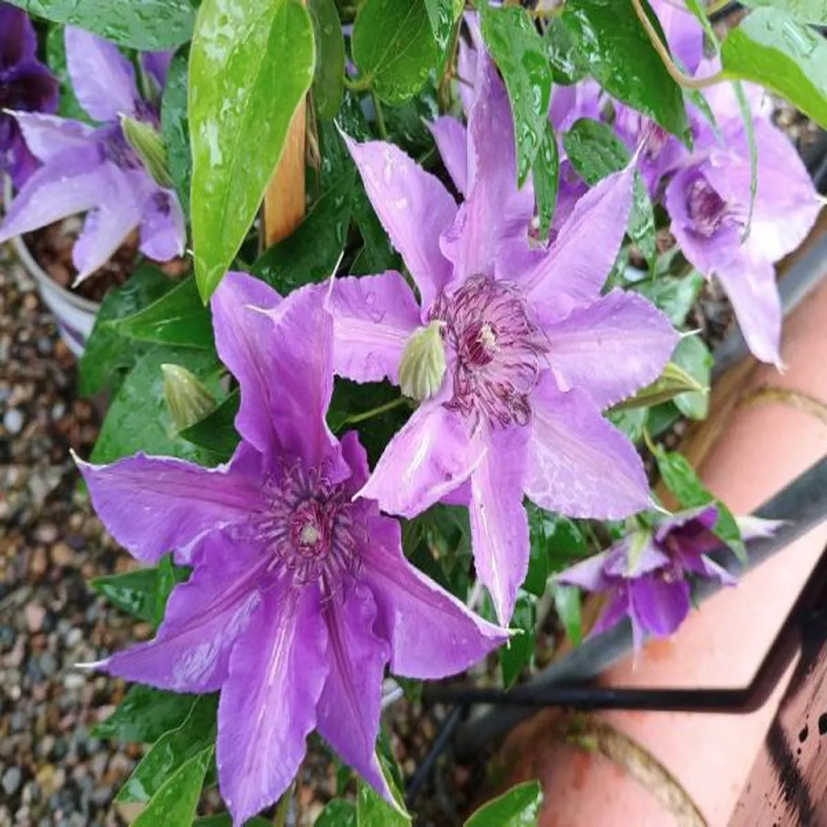 Clematis Edda (Evipo074)