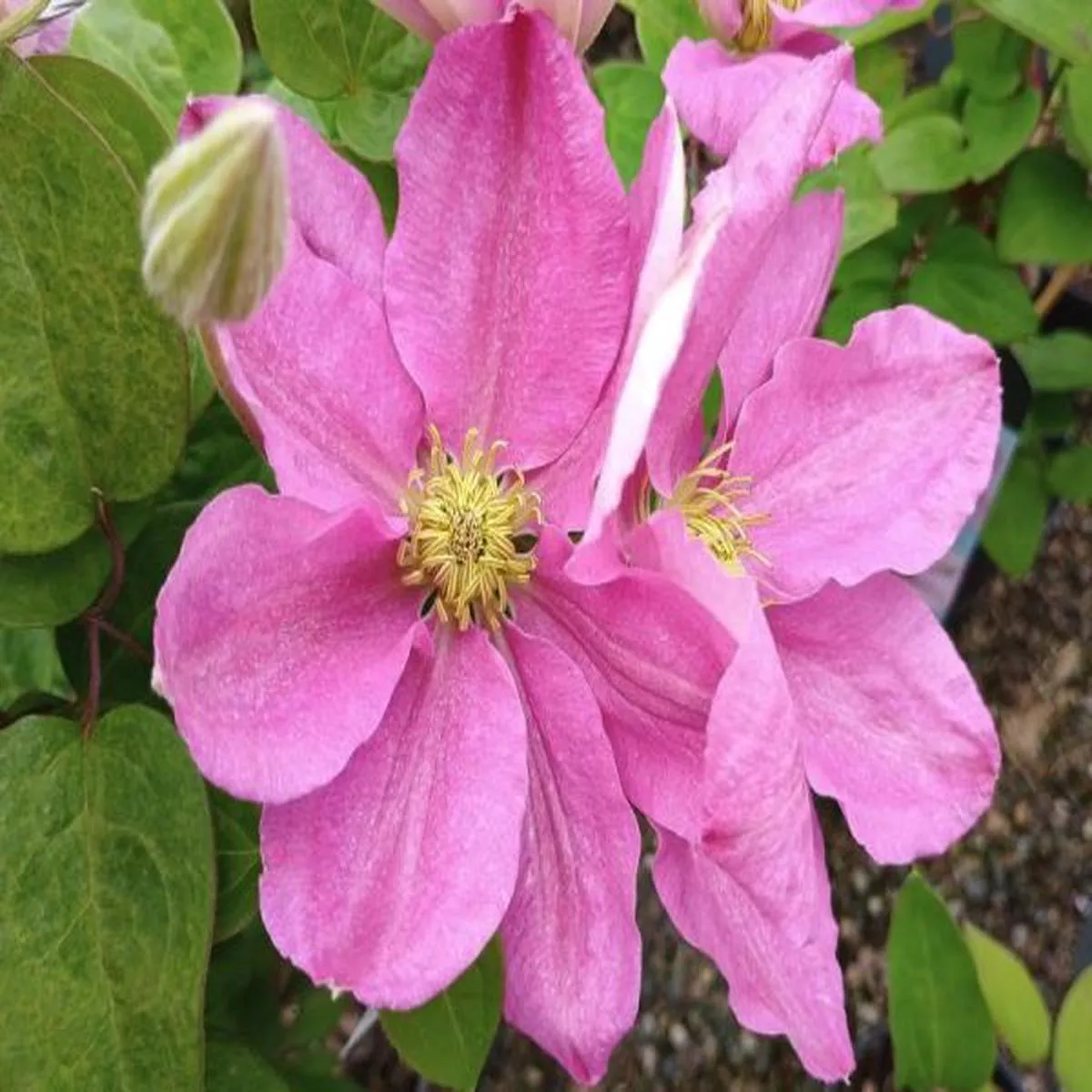 Clematis HanagurumaHanagaruma