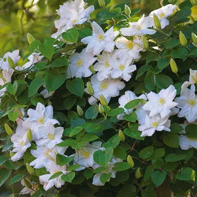 Clematis ' Henryi'1 Gallon
