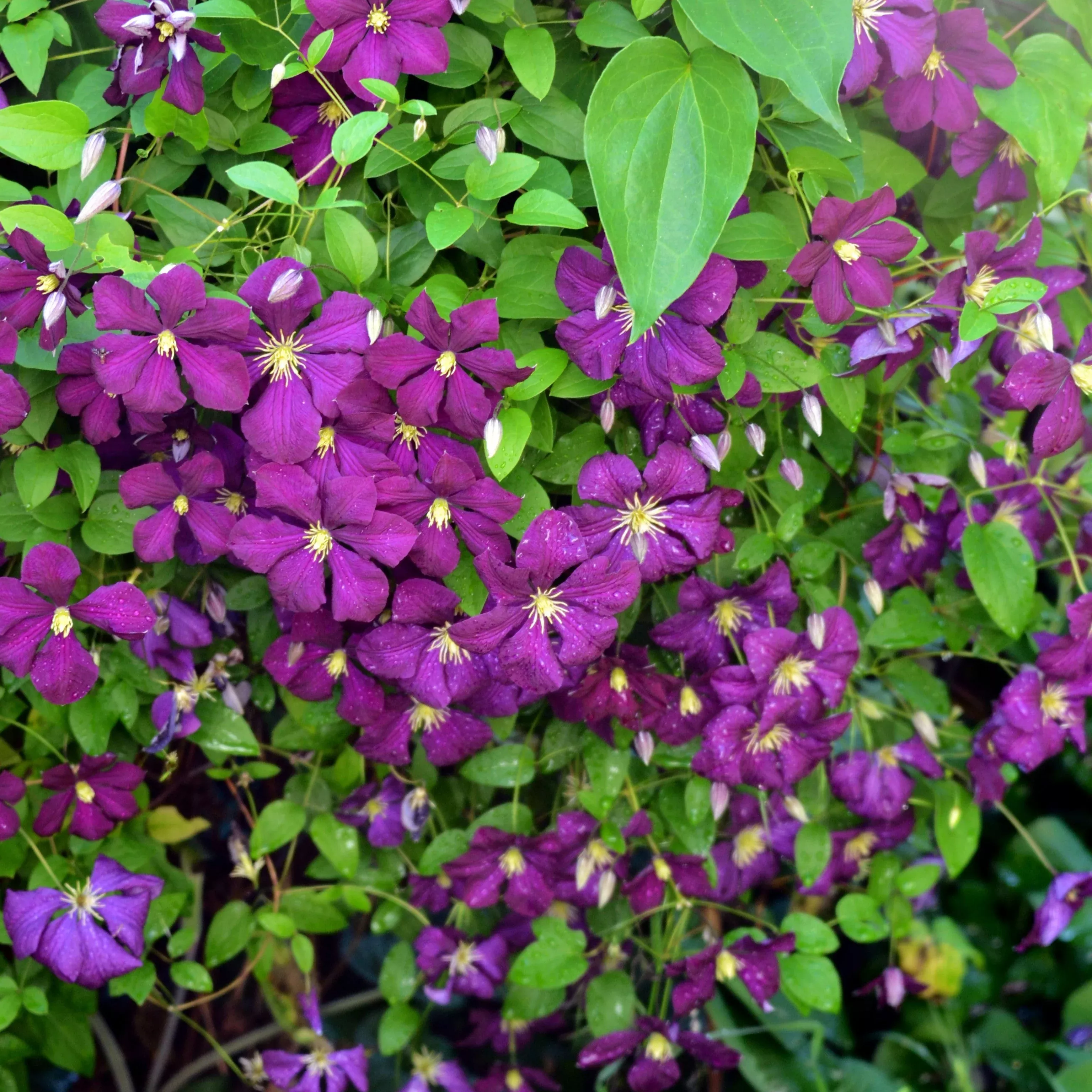 Clematis 'Jackmanii Superba'- Jackmanii Superba Clematis