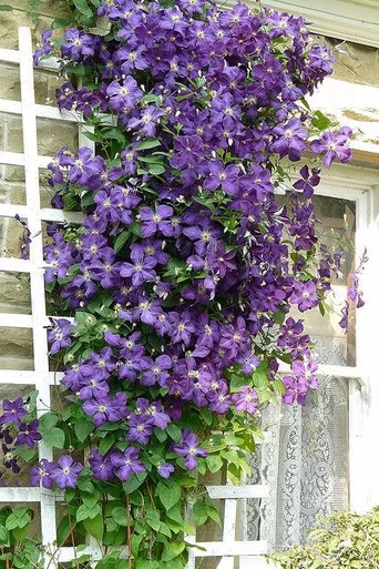 Clematis 'Jackmanii'