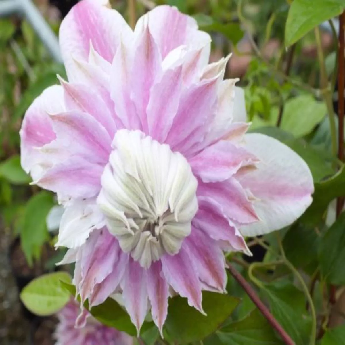 Clematis Josephine