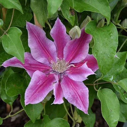 Clematis Leather Flower Poseidon - 9" Potted Perennial