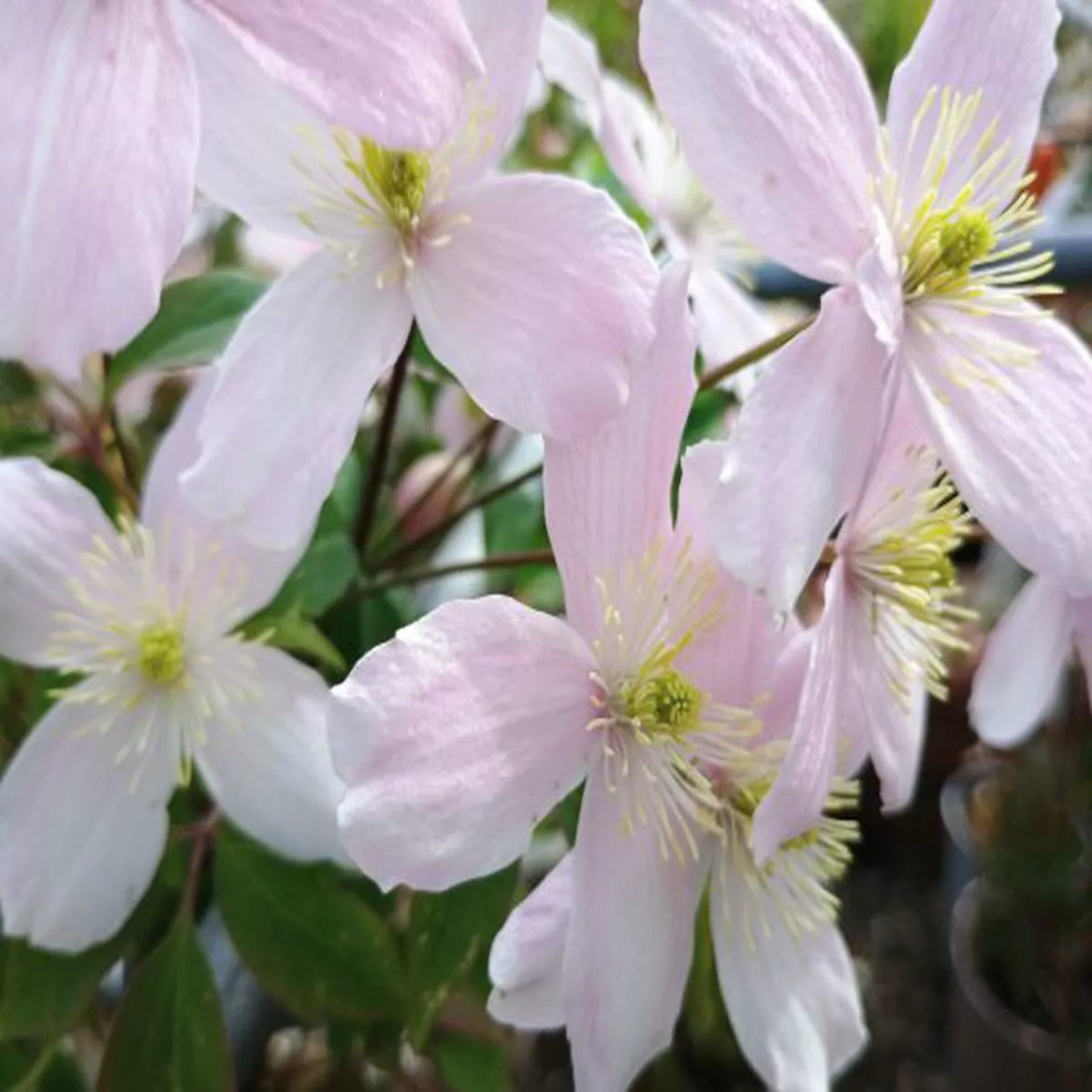 Clematis montana 'Rubens'