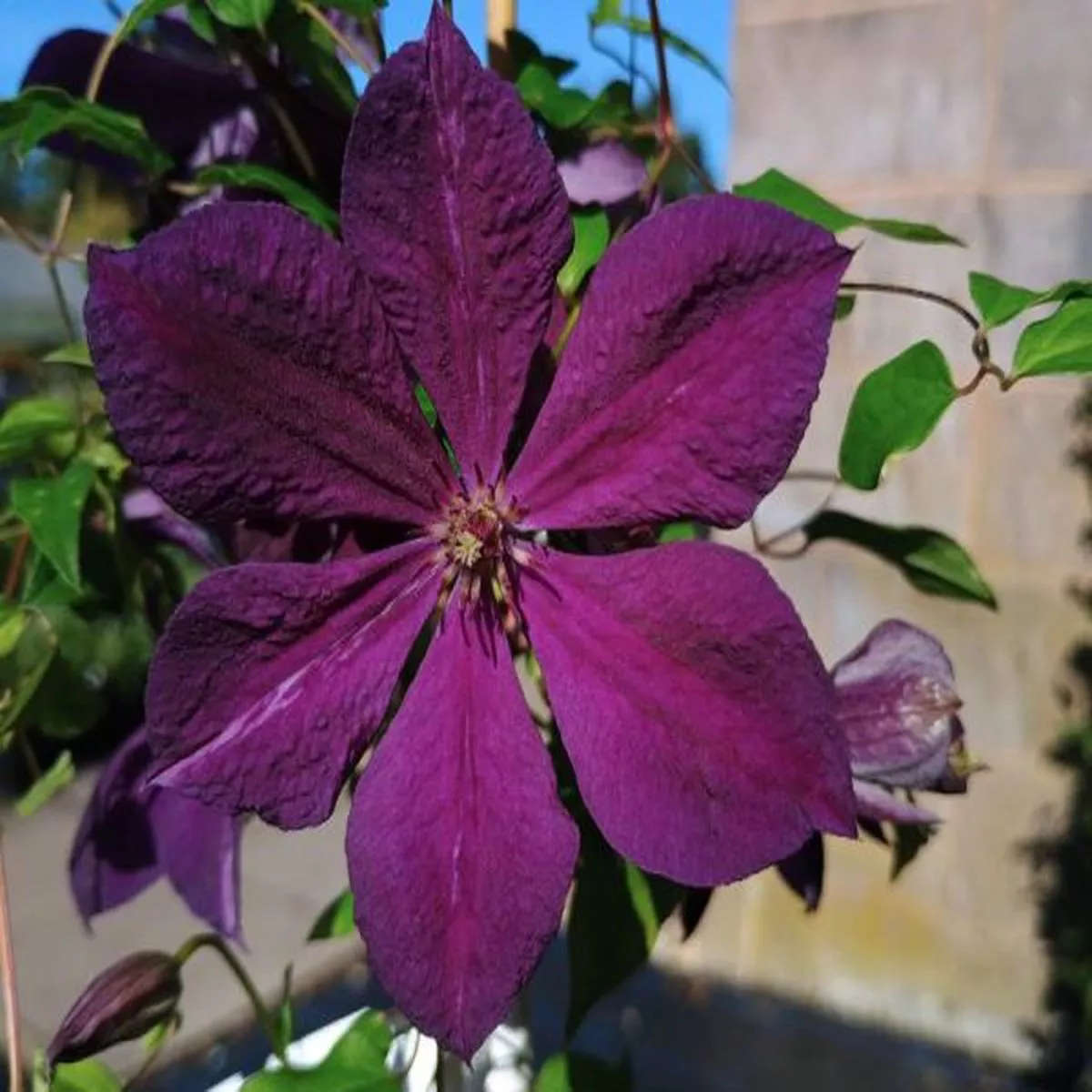 Clematis NegritiankaNegritjanka