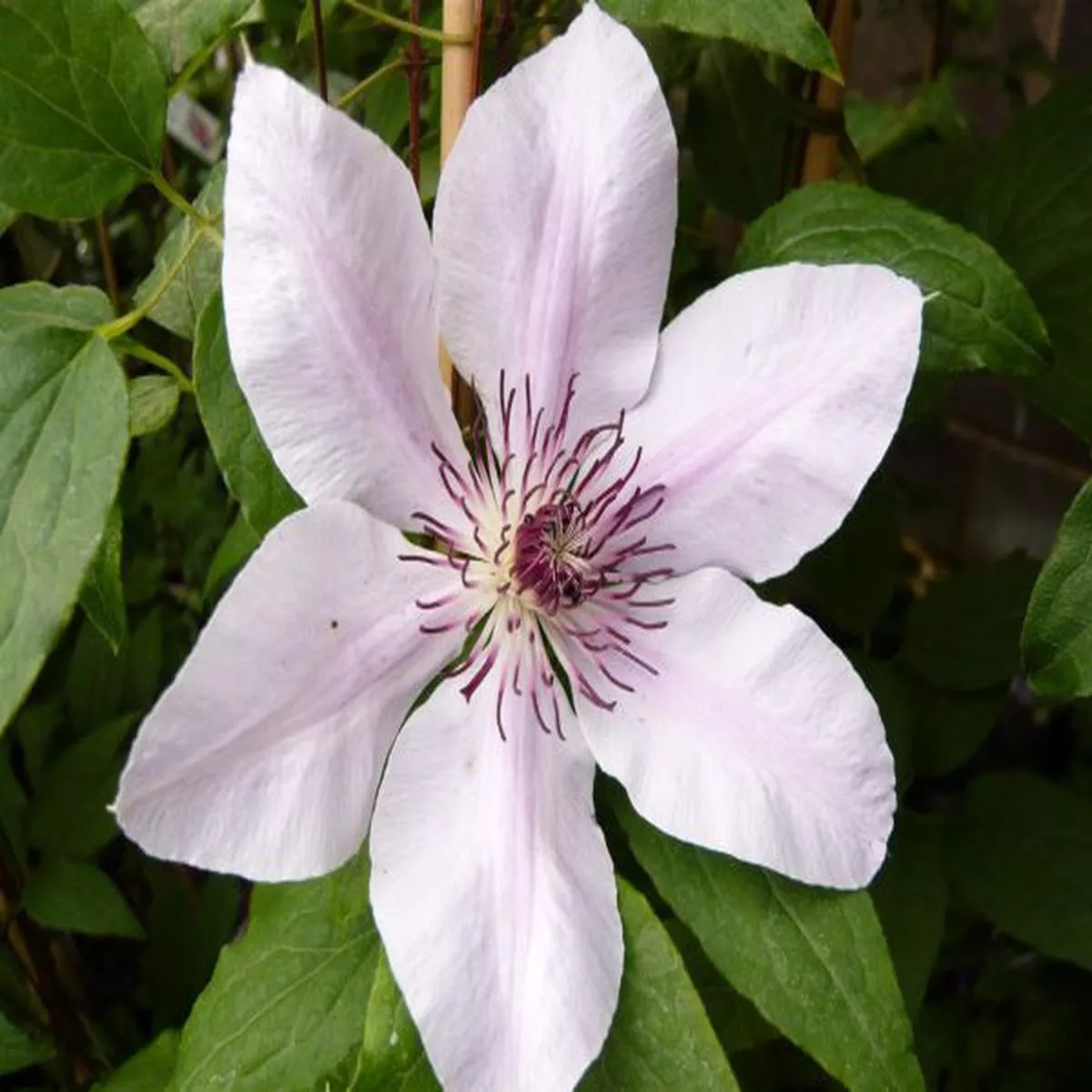 Clematis Nelly Moser