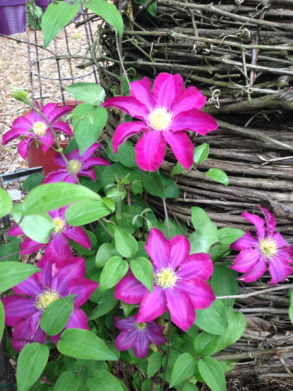 Clematis 'Pink Champagne'