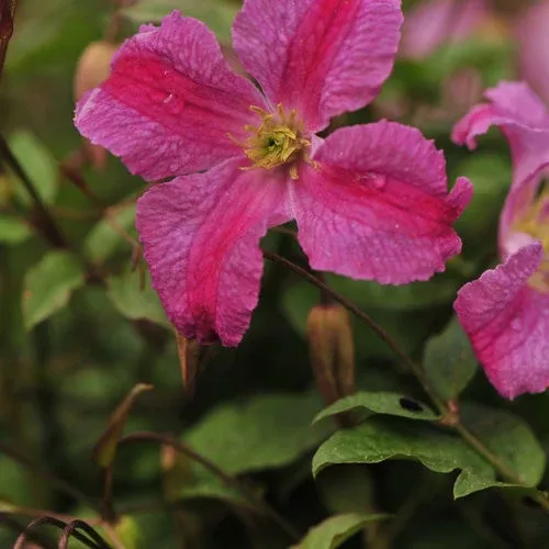 Clematis 'Pink Mink'
