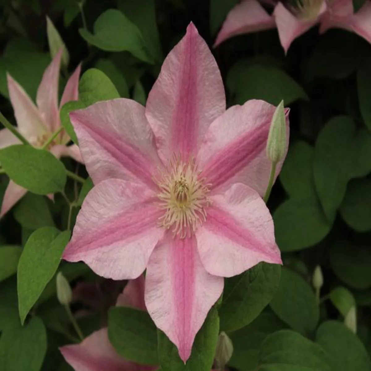 Clematis Sally (Evipo077)