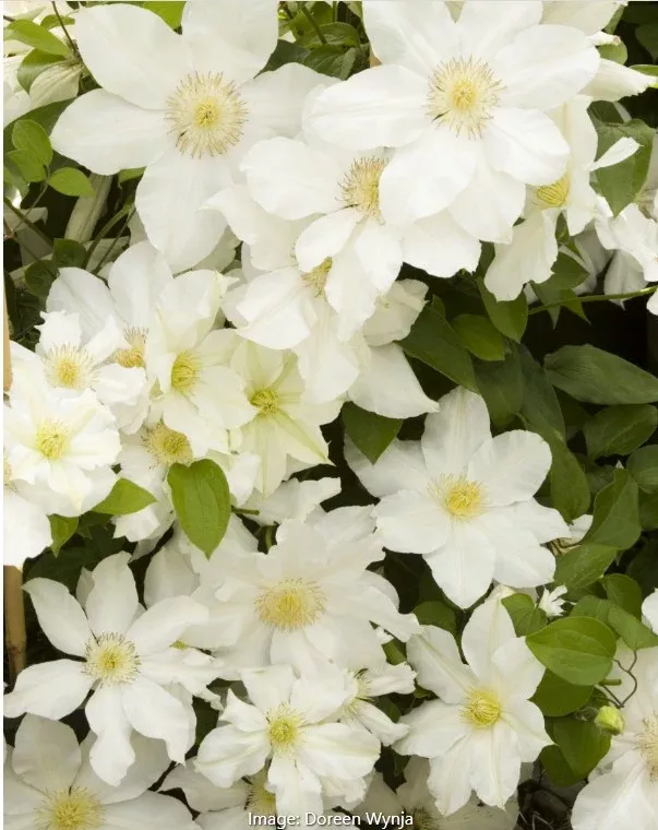 Clematis 'Toki'