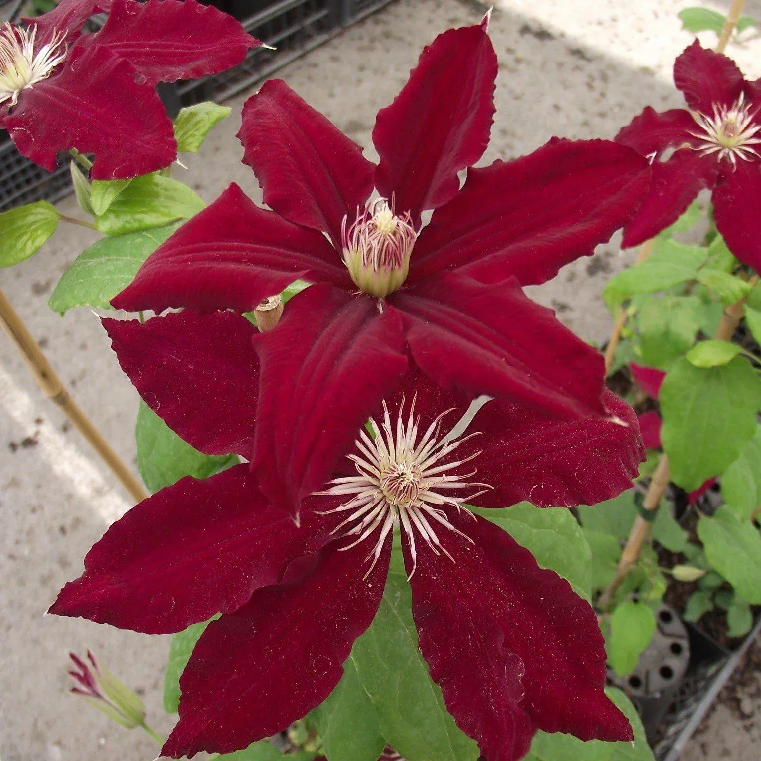 Clematis viticella 'Evipo016'- Rebecca™ Clematis