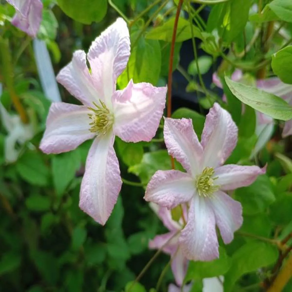 Clematis viticella Little Nell