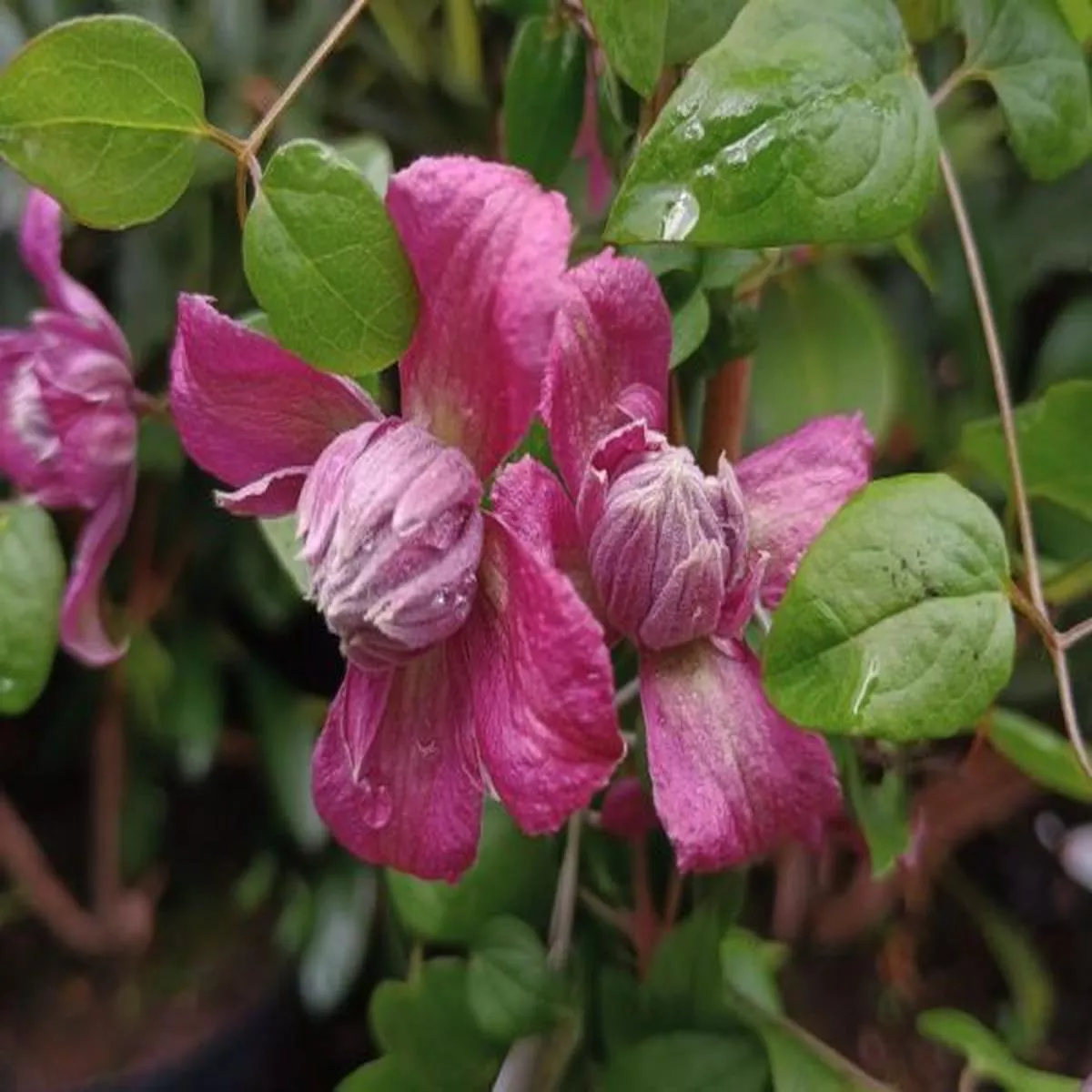 Clematis viticella Purpurea Plena Elegans