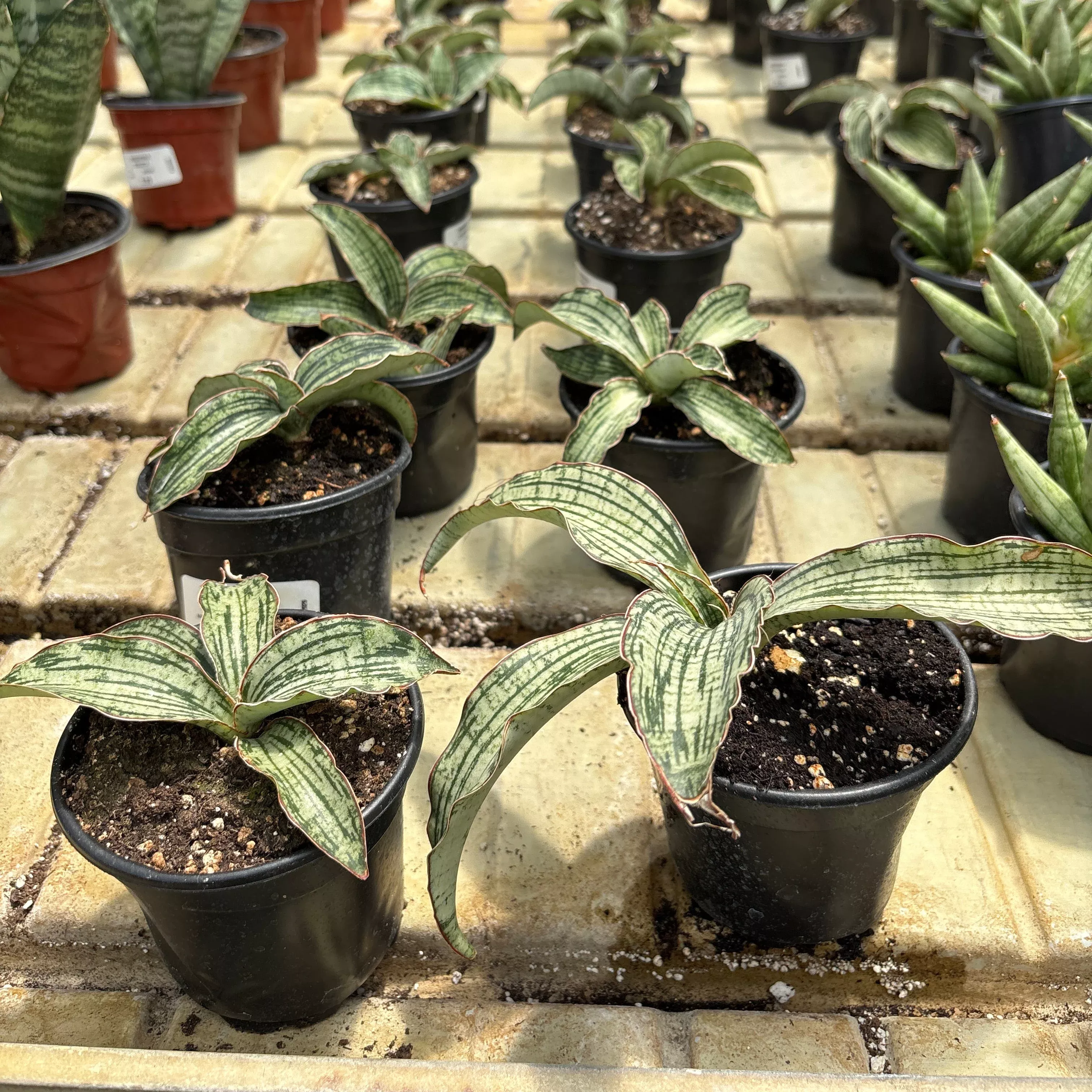 Cleopatra Sansevieria - Sansevieria sp - 4" Potted Houseplant