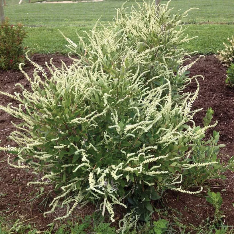 Clethra alnifolia 'Novacleein'- Summer Sparkler™ Summersweet