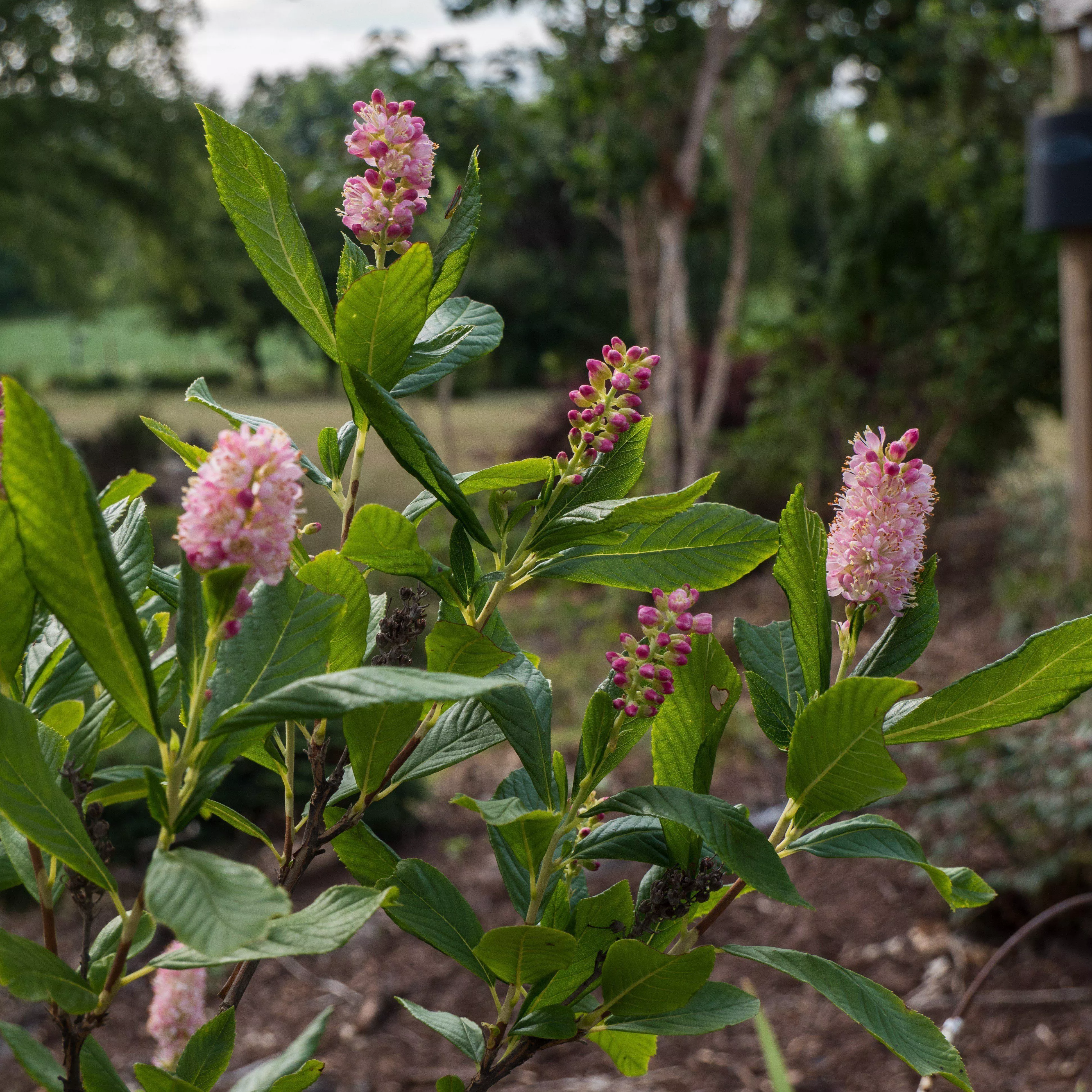 Clethra alnifolia 'Ruby Spice'- Ruby Spice Summersweet