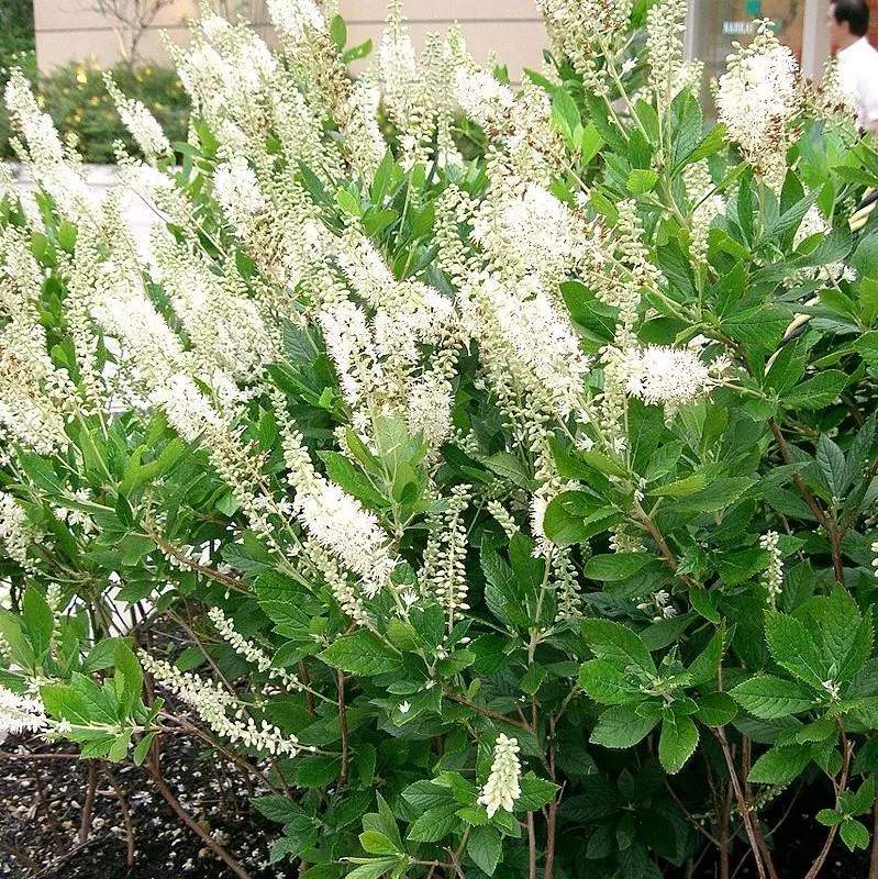 Clethra alnifolia 'Sixteen Candles'- Sixteen Candles Summersweet