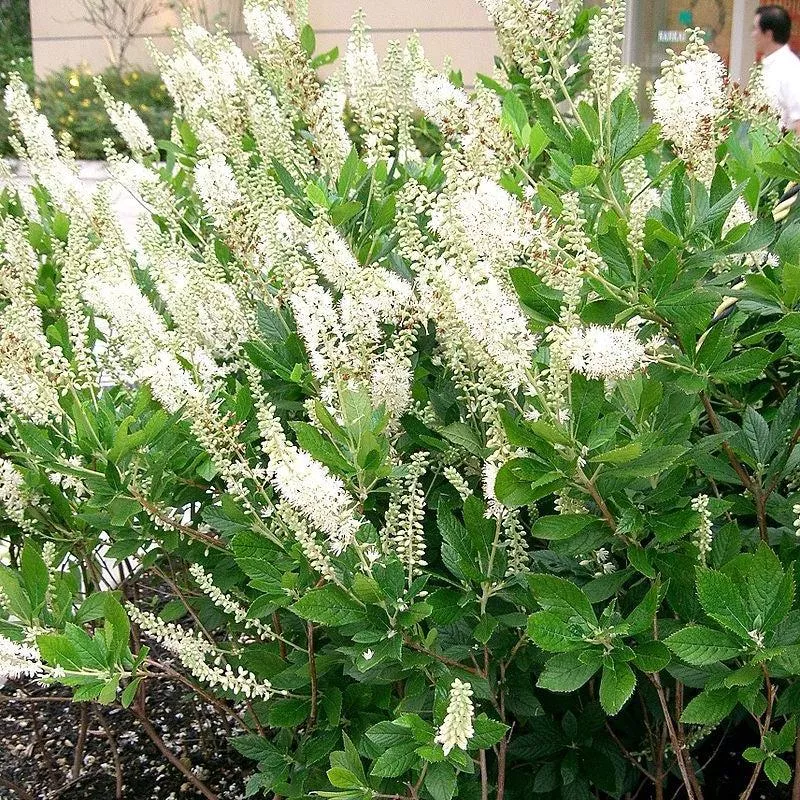 Clethra alnifolia- Summersweet, Sweet Pepperbush
