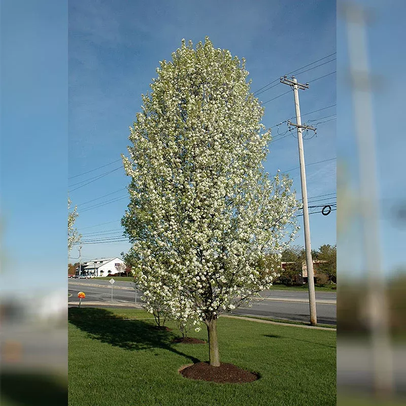 Cleveland Select Pear Tree - Pyrus calleryana - Ball & Burlap Tree (Multiple Sizes)