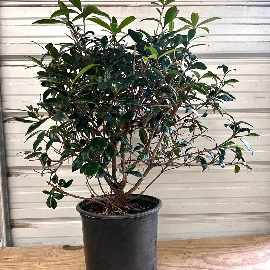 Cleyera Japonica