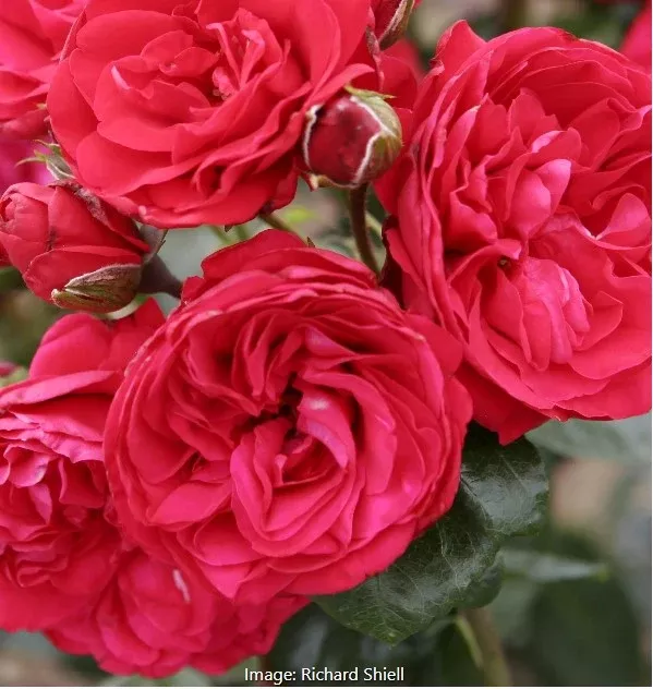 Climber - Crimson Sky™ Climbing Rose