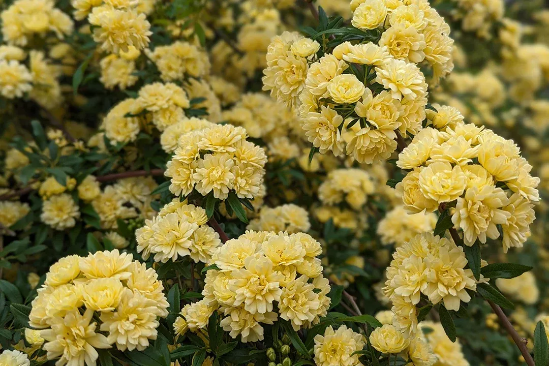 Climber - Lady Banks Rose, Yellow or White