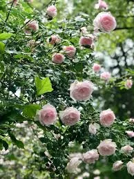Climber - New Dawn Climbing Rose