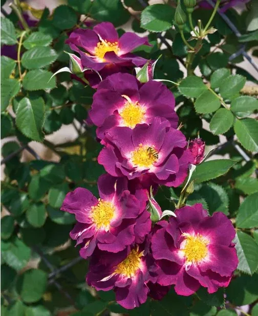 Climber - Rose Stormy Weather™