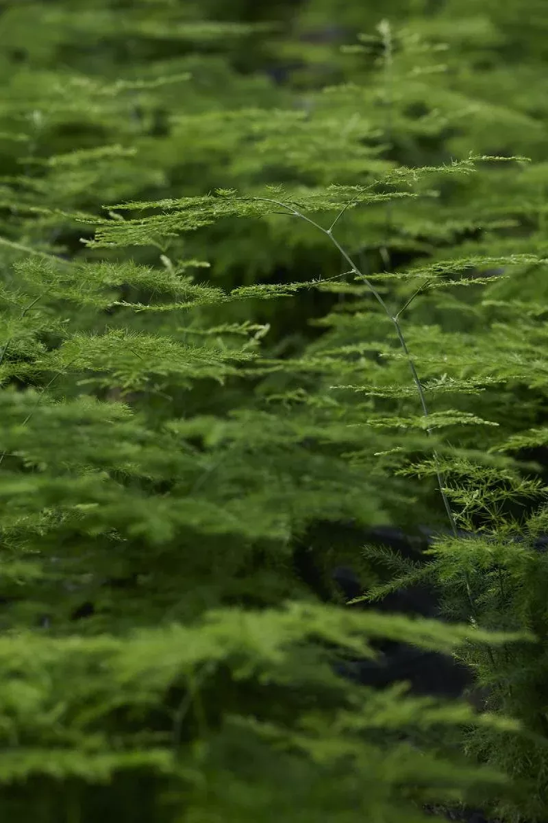 Climbing Asparagus Fern