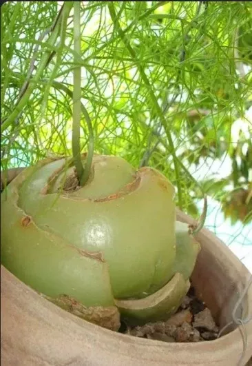 Climbing Onion