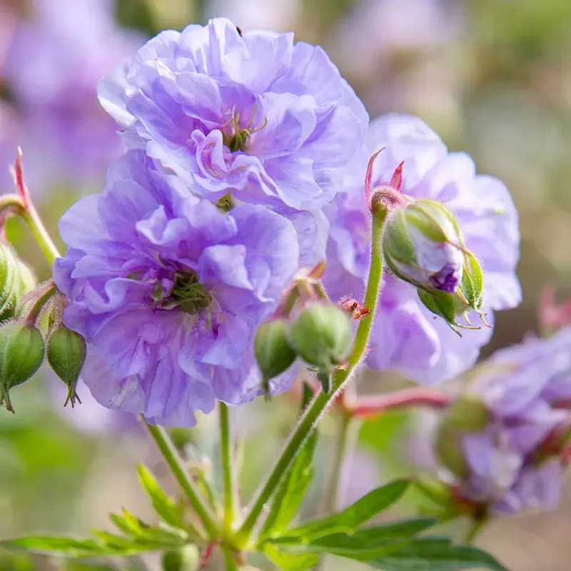 Cloud Nine Hardy Geranium