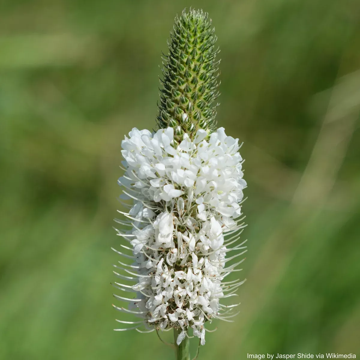 Clover, White Prairie (Dalea candida)