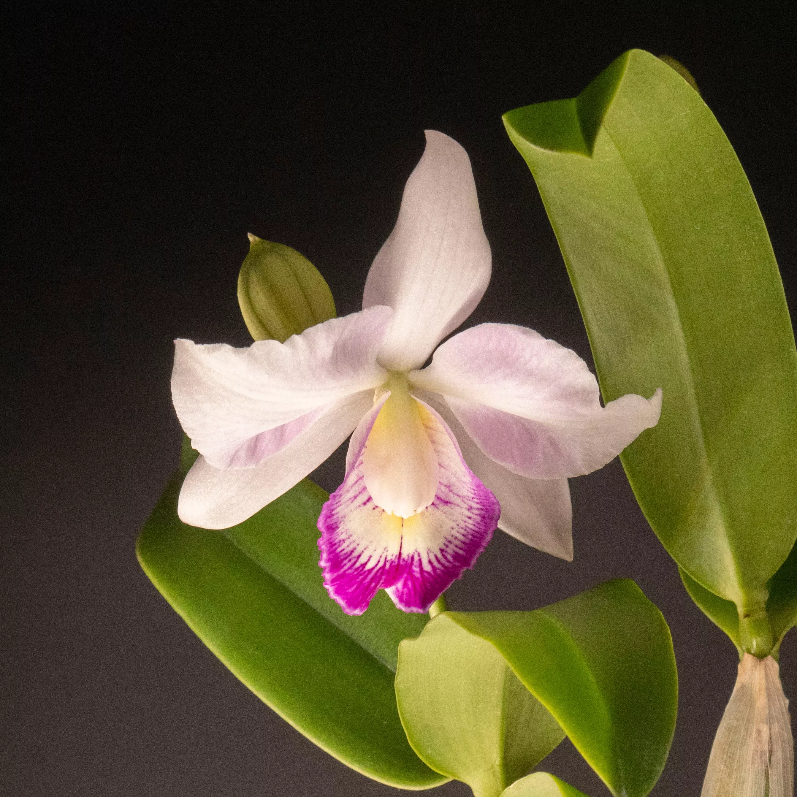 Clty. Spring Fragrance
