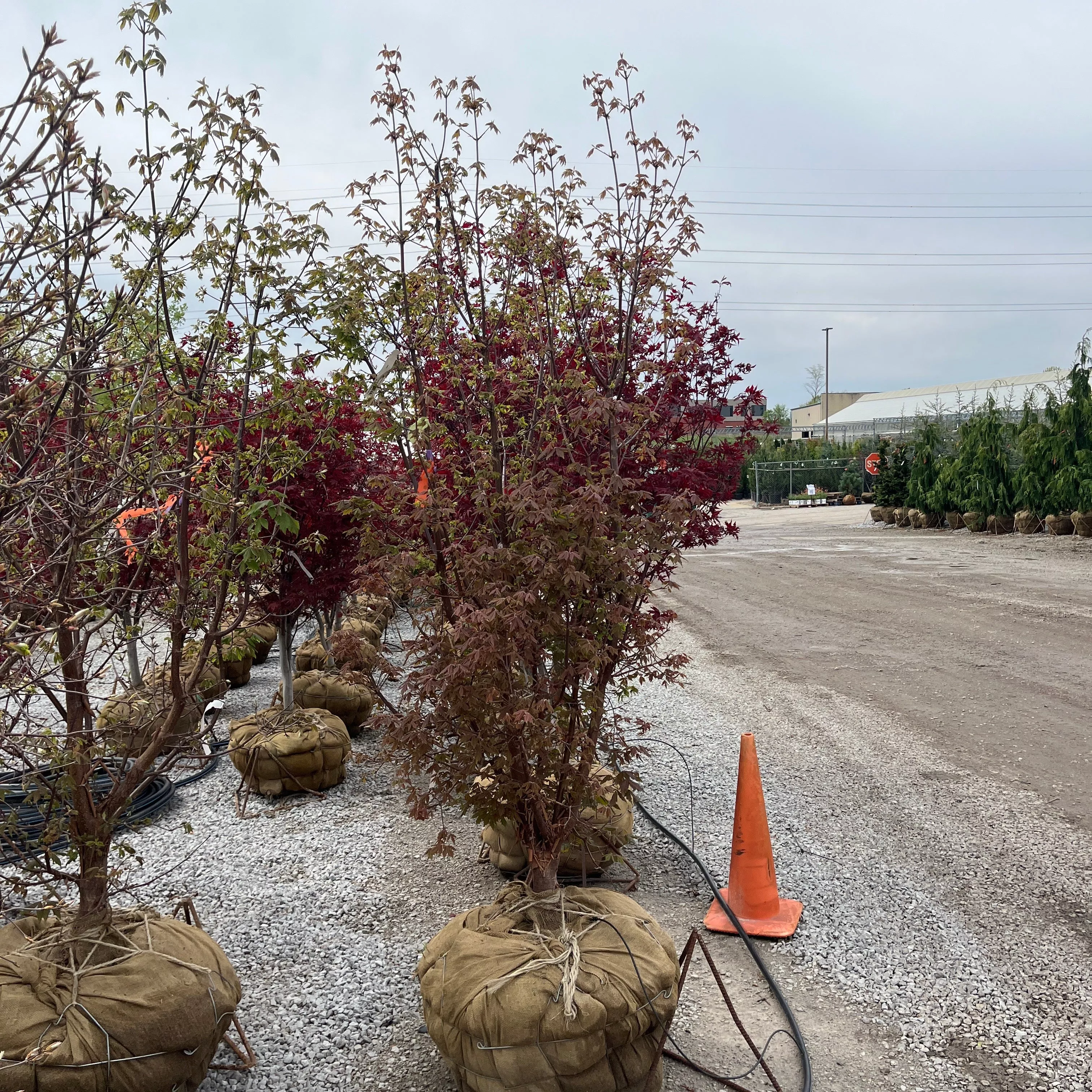 Clump Paperbark Maple - Acer griseum - Ball & Burlap Tree (Multiple Sizes)