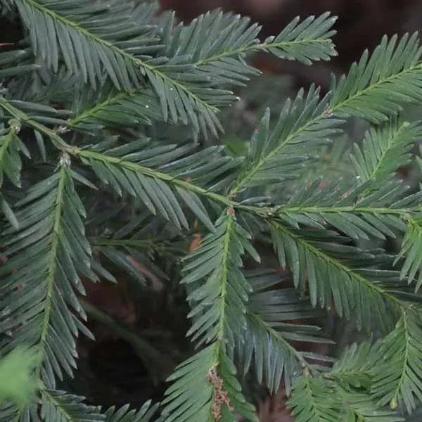 Coast Redwood