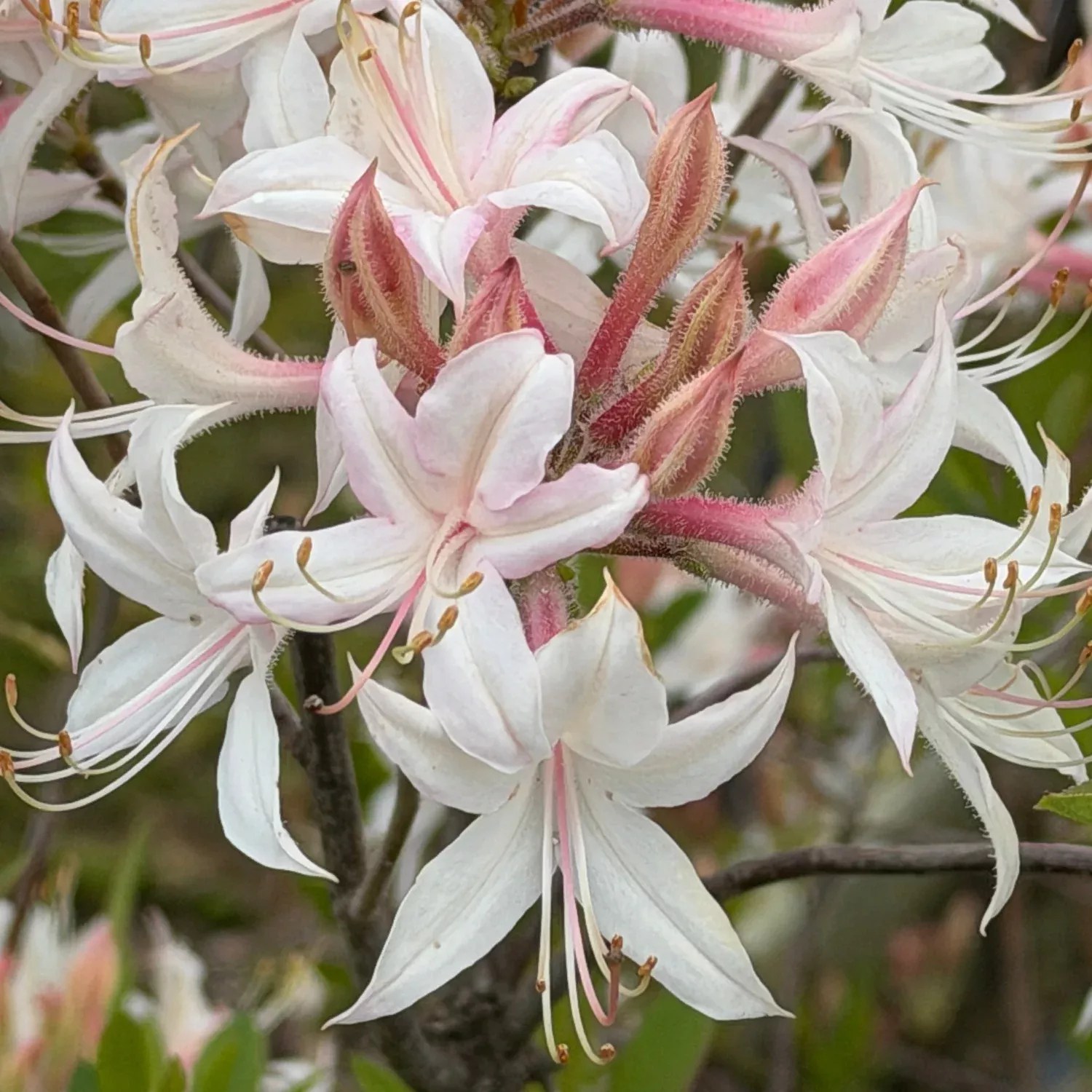 Coastal Azalea