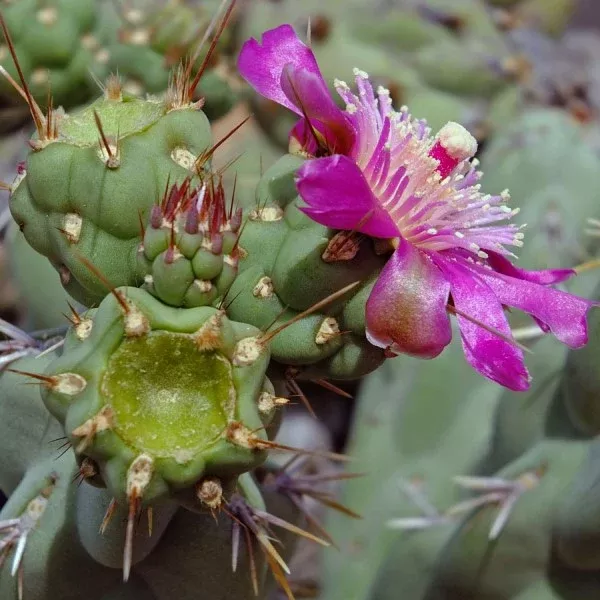 Coastal Cholla
