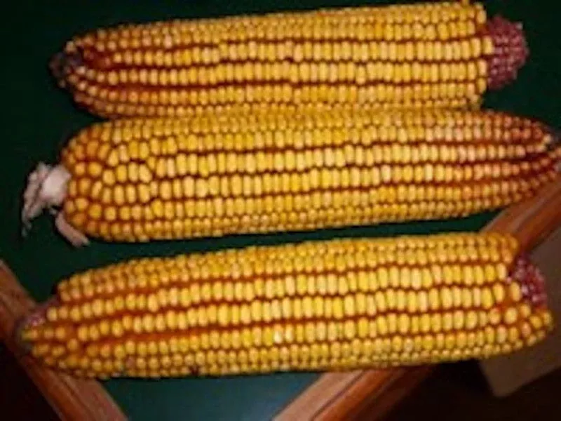 Cob Corn in 14 pound bag