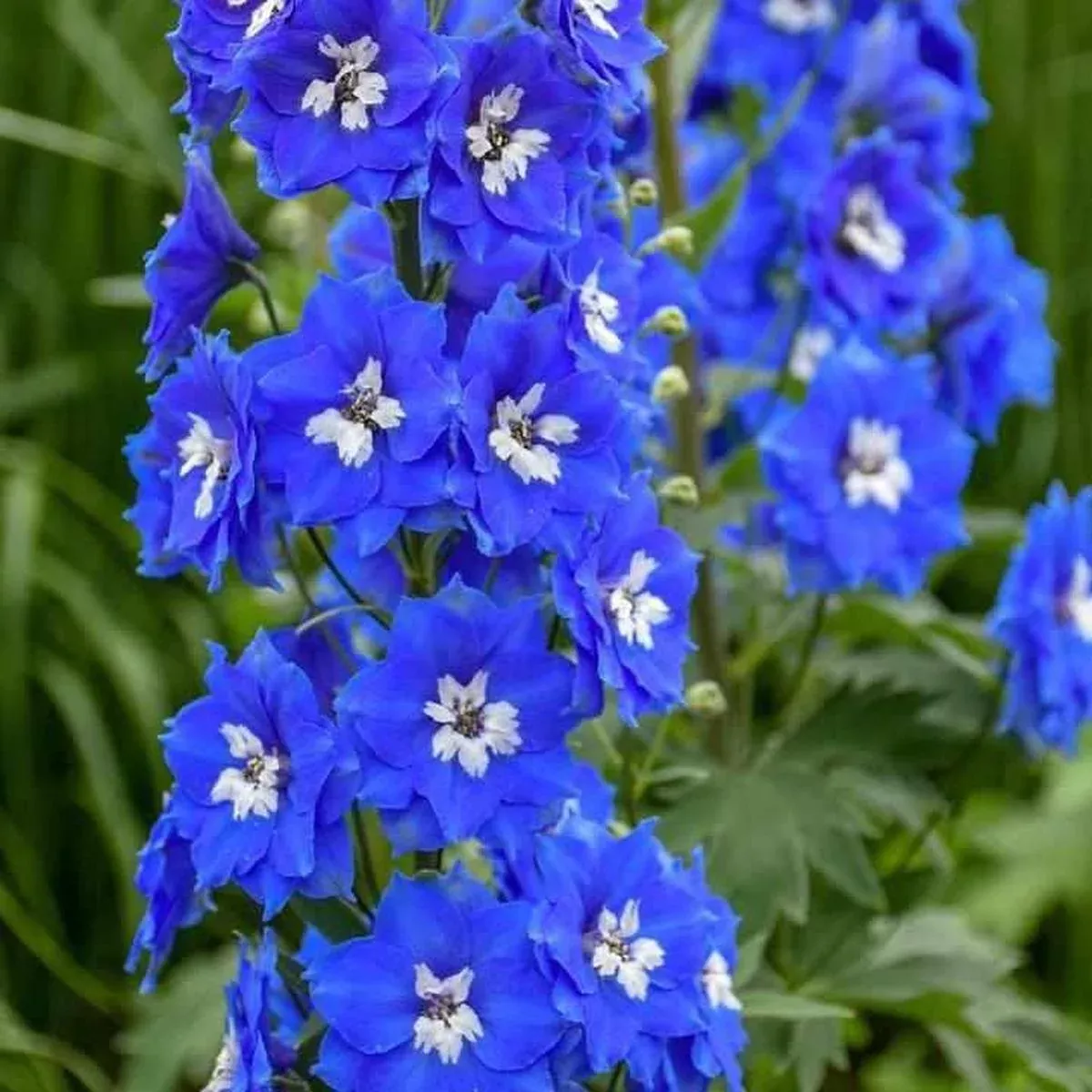 Cobalt Dreams Larkspur