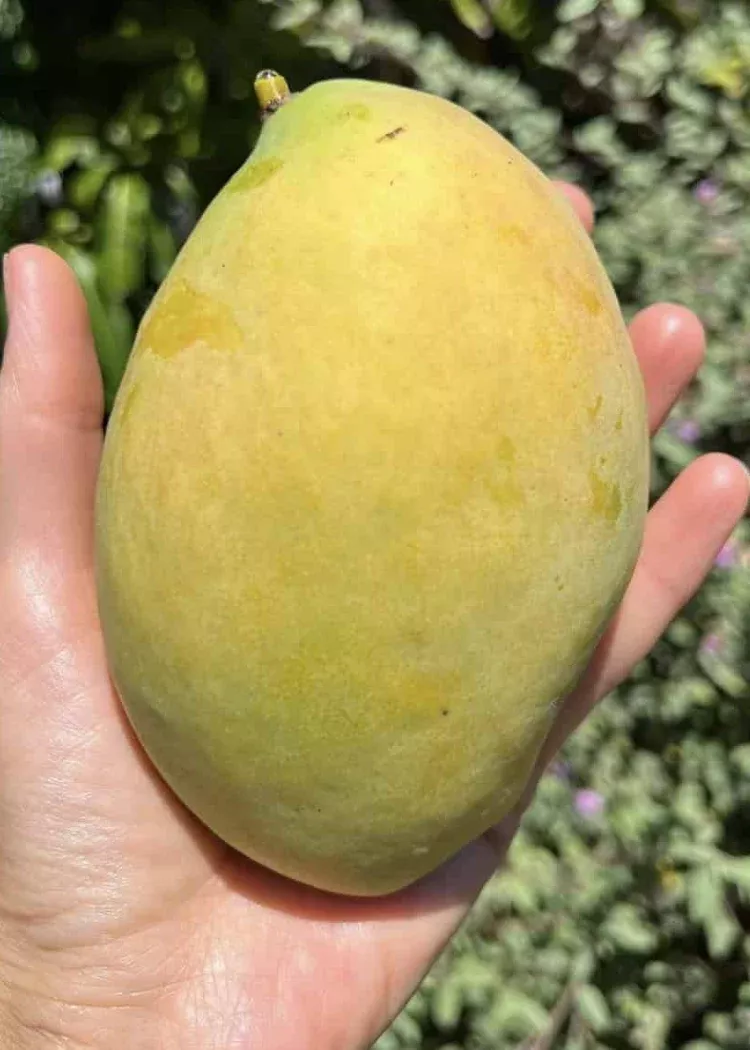 Coconut Cream Mango Tree